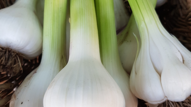 Frischer Knoblauch!