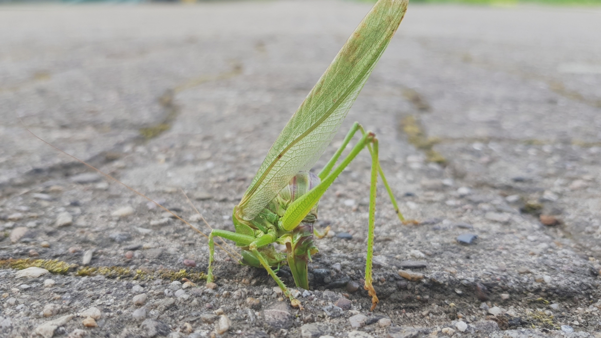 Das grüne Heupferd