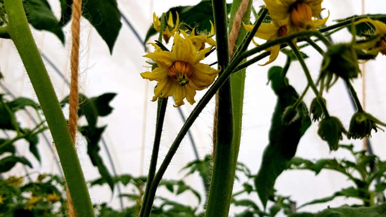 Tomatenpflanzen!