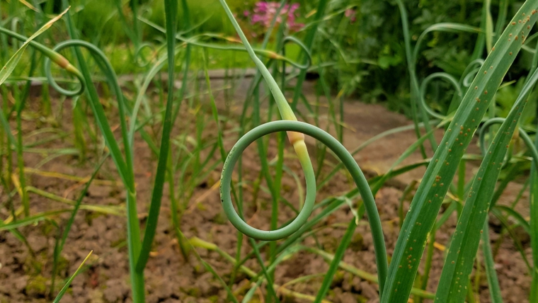 Lauch-Looping!