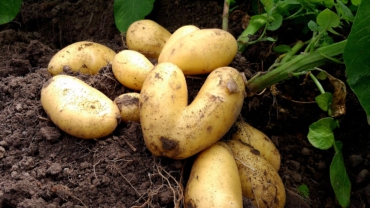 Kartoffel-Familientage 2026