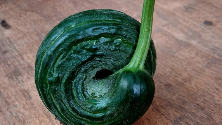 Aktuelles Gemüsesortiment!